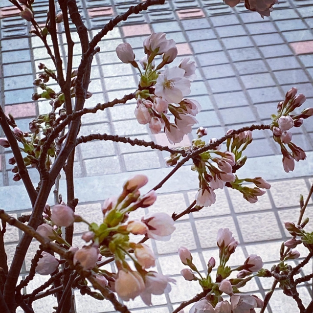 あっというまに桜咲きましたね🌸🌸